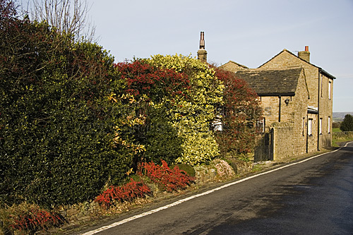 Winter Colour, Werneth Low